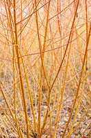 Salix alba var. vitellina 'Yelverton' stems in winter