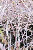 Rubus cockburnianus 'Goldenvale' - white stemmed bramble
