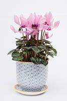Cyclamen SS Verano in a decorative ceramic pot and saucer with a white background