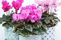 Cyclamen SS Verano grouped together in decorative ceramic pots with a white background