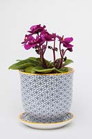 Saintpaulia - mini African Violet in a decorative ceramic pot and saucer with a white background