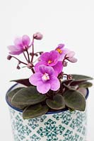 Saintpaulia - mini African Violet in a decorative ceramic pot with a white background