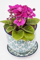 Saintpaulia - mini African Violet in a decorative ceramic pot and saucer with a white background