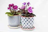 Saintpaulia - mini African Violets in decorative ceramic pots and saucers with a white background