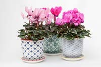 Cyclamen SS Verano in decorative ceramic pots and saucers with a white background