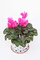 Cyclamen SS Verano in decorative ceramic pot and saucer with a white background