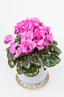 Cyclamen SS Verano in decorative ceramic pot and saucer with a white background
