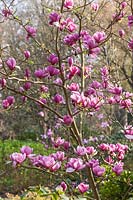 Magnolia 'Theodora' flowering in spring