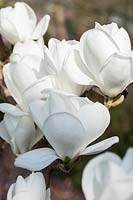 Magnolia 'Anticipation' flowering in spring