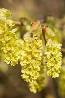 Corylopsis glabrescens var. gotoana flowering in spring