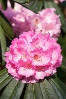 Rhododendron arboreum subsp. cinnamomeum var. roseum 'Tony Schilling'