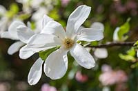 Magnolia kobus 'White Elegance' flowering in spring