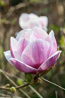 Magnolia x soulangeana 'Picture' x campbellii 'Blumhard'