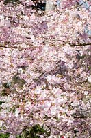 Prunus 'Pink Ballerina' - cherry blossom flowering in spring