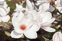 Magnolia 'Milky Way' flowering in spring - AGM Award of Garden Merit