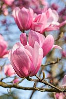 Magnolia 'Peter Dummer' flowering in spring