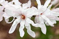 Magnolia stellata flowering in spring