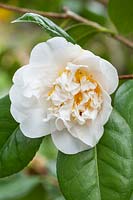 Camellia japonica 'The Pilgrim'