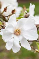 Magnolia stellata 'Norman Gould' syn Magnolia kobus 'Norman Gould'