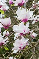 Magnolia 'Athene' - AGM, Award of Garden Merit