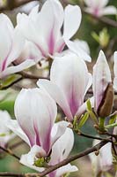 Magnolia 'Lilliputian'