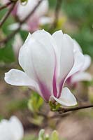 Magnolia 'Lilliputian'