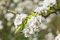 Pyrus pashia - wild Himalayan pear tree blossom in spring