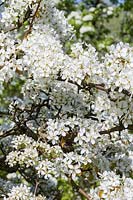 Pyrus pyrifolia var. culta - pear tree blossom in spring