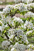 Pyrus communis 'Josephine de Malines' - pear blossom in spring