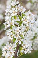 Pyrus communis 'Josephine de Malines' - pear blossom in spring