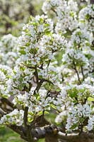 Pyrus communis 'Huyshe's Prince of Wales' - pear blossom in spring