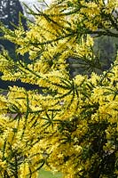 Acacia pravissima - Oven's Wattle flowering in spring. AGM, RHS Award of Garden Merit