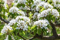 Pyrus communis 'Laxton's Foremost' - Pear blossom in spring