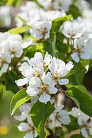 Pyrus communis 'Laxton's Foremost' - Pear blossom in spring