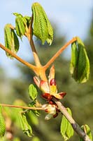 New foliage of Aesculus hippocastanum - Horse Chestnut tree, emerging sticky leaf buds in spring