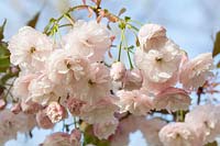 Prunus 'Hanazomei' - Ornamental cherry tree blossom in spring