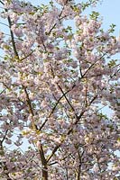 Prunus 'Ichiyo' - Ornamental cherry tree blossom in spring. AGM, RHS Award of Garden Merit