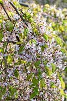 Prunus pendula 'Pendula Rosea', drooping rosebud cherry flowering in spring