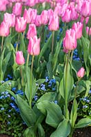Tulipa 'Christmas Dream', Tulip planted with Myosotis sylvatica 'Bluesylva' ( Sylva Series ), Forget-me-not