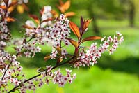 Prunus padus 'Colorata' - Bird Cherry blossom in spring. AGM - RHS Award of Garden Merit