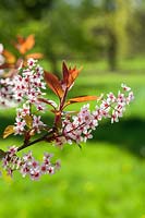 Prunus padus 'Colorata' - Bird Cherry blossom in spring. AGM - RHS Award of Garden Merit