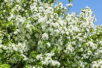 Malus asiatica var. wrightii - Chinese Crab apple tree blossom in spring