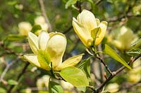 Magnolia 'Lois' flowering in spring. AGM, RHS Award of Garden Merit