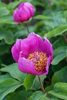 Paeonia mascula subsp. russii flowering in spring - Peony flower