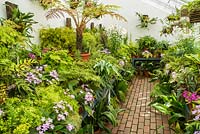 Display of Ferns, Lilies and Streptocarpus in a glasshouse at West Dean Gardens, West Sussex