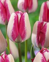 Tulipa Hotpants