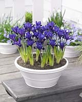 Iris reticulata Velvet Hill Â®
