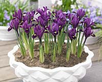 Iris reticulata Purple Hill Â®