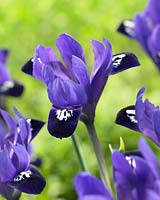 Iris reticulata Velvet Hill Â®