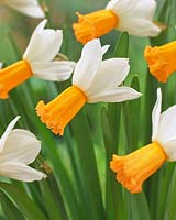 Narcissus Winter Walz